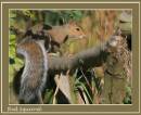 squirrel7.jpg