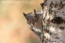 squirrel_231007_0008.jpg