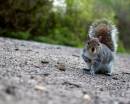 squirrel_800x600_.jpg