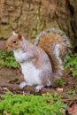 squirrel_a.jpg