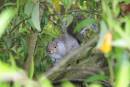 squirrell_1.jpg