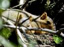 squirrels13006.jpg