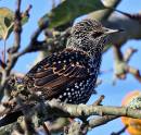 starling11.jpg