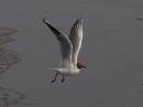 starting_gull.jpg