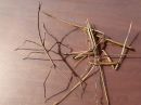 stick_insect_resize.jpg