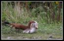 stoat0001.jpg