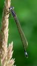 stockton_cuttings_40.jpg