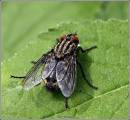 striped_fly_.jpg