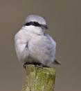 supershrike-5.jpg