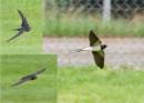 swallow-1.jpg