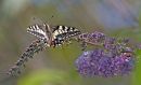 swallow-_-flower.jpg