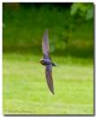 swallow050707-016acopy.jpg