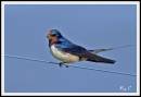 swallow11.jpg