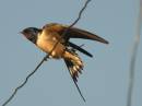 swallow4.jpg