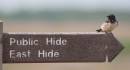 swallow_4063s.jpg