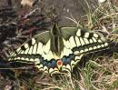 swallowtail.JPG