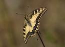 swallowtail1.jpg