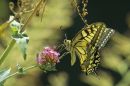 swallowtail_jul_15_2015_.jpg