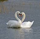 swan-129.jpg