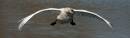 swan-landing2.jpg