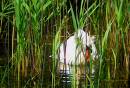 swan.jpg