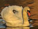 swan047x5upload.jpg