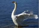 swan13.jpg