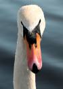 swan15.jpg