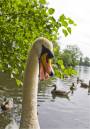 swan17.JPG