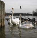 swan2.jpg