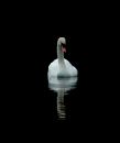 swan31.jpg