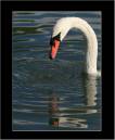 swan3pic.jpg