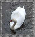 swan5.jpg
