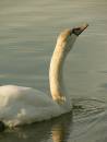 swan6.jpg