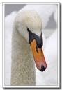 swan7.jpg