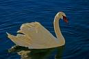 swan8.jpg
