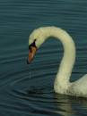swan9.jpg