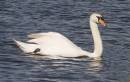 swan_11.jpg