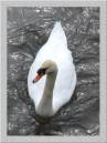swan_2.jpg