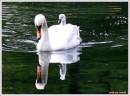 swan_and_signet.jpg