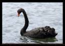 swan_black.jpg