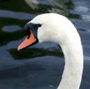 swan_neck.jpg