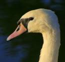 swan_portrait.jpg