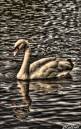swanhdr2web.jpg