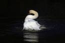 swanlake19x6.jpg