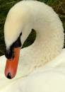 swanning.jpg