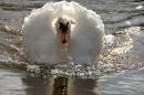 swanning7.jpg