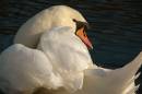 swanning_about.jpg
