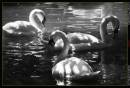 swans5.jpg