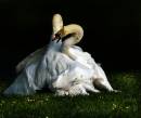 swansNG.jpg